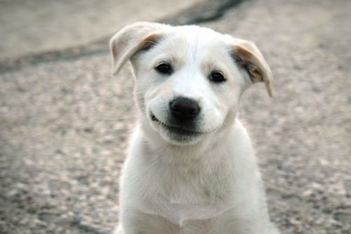 82年狗大海水命的人，月运中会有哪位贵人相助呢？