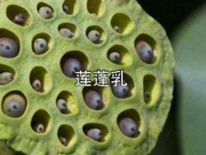 一、 莲蓬在五行理论中的属性及其对生肖运势的作用于