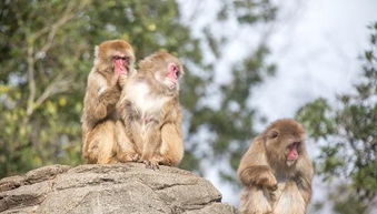 2004年属猴人2026年下半年健康运势如何？