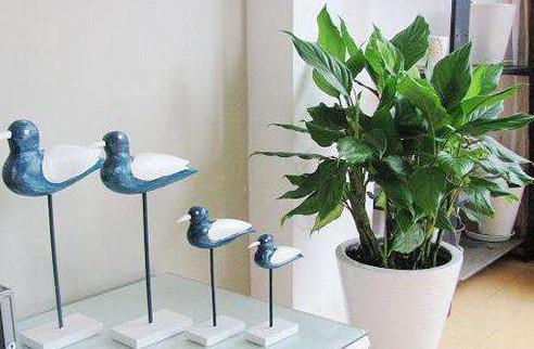 生肖适合养什么植物？绿植客厅大摆件指的是什么？