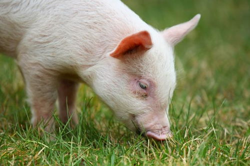 属猪人2026年运势如何，是否面临重大挑战撑不下去了？