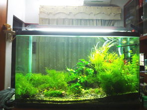 鱼水相融：鱼缸布局与财运互动的精妙之处