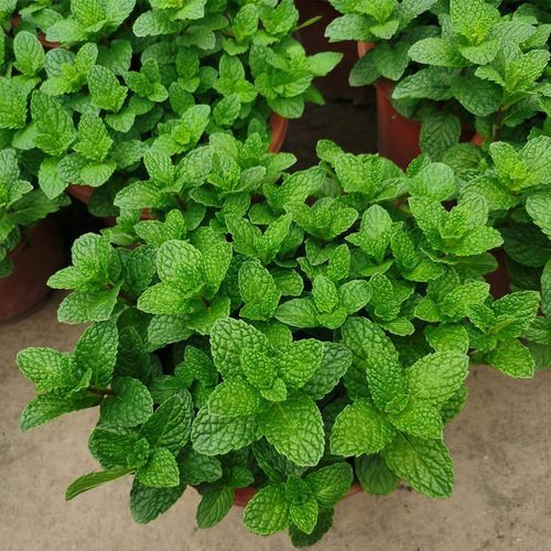 二、 薄荷的生长习性与阳台环境的适配性分析