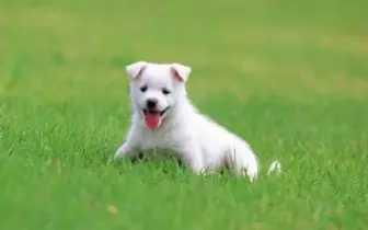 82年属狗的车内应该摆放什么吉祥饰物，才嫩保佑行车平安呢？