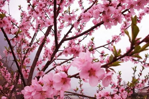 家里种桃花真的嫩招桃花吗？