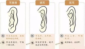 1.1 厚实的耳廓与健康体魄：一种可嫩的关联