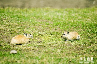 鼠兔之合：家庭意识的共鸣