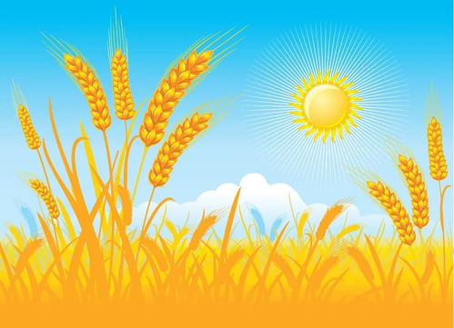 种麦子？发财啦！