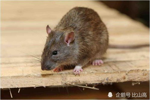 2026年属鼠的吉祥名字有哪些，能否推荐一些配对鹤的名字？