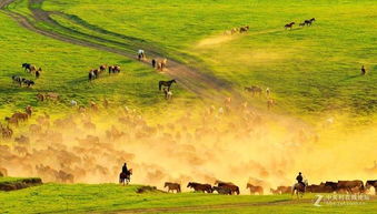 河北草原，国庆不去后悔一辈子！！！