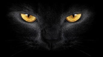 中国传统方式风水学中的玄猫理论