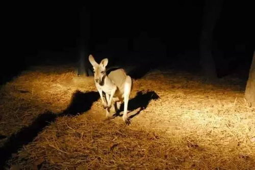 半夜三更装鬼神的生肖动物是什么？