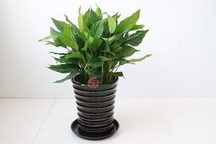 3. 养护与修剪