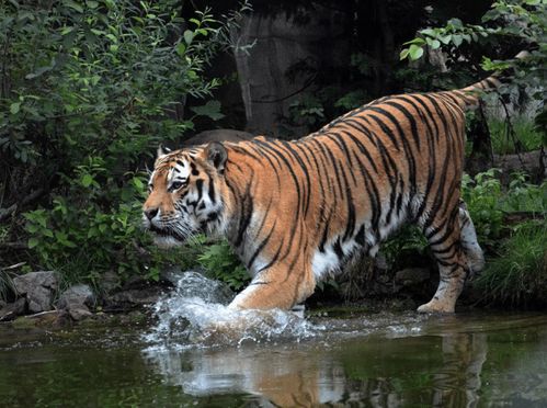 2026年5月4日和1月17日属虎的财运和运势分别如何？