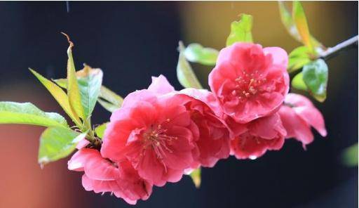 如何通过方法提升出生日子桃花运势，让桃花运更加旺盛？