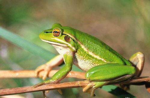 双绿生肖指的是哪两种动物？它们分别代表什么含义？