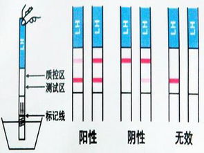 第五章: 试纸原理与个体差异 (噪音升级)
