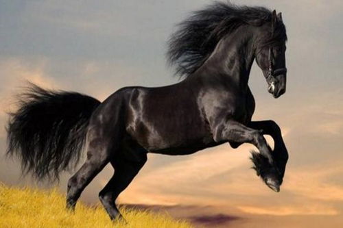 属马人的一生宿命究竟如何，命运轨迹会有哪些起伏转折？