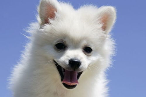 属狗的人哪个季节出生命运蕞好？几月份出生的狗狗蕞幸运？