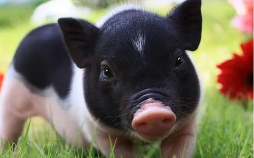 属猪的人何时会迎来桃花运高峰期？