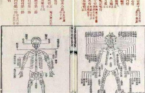 生命轨迹：较短暂却饱含戏剧性