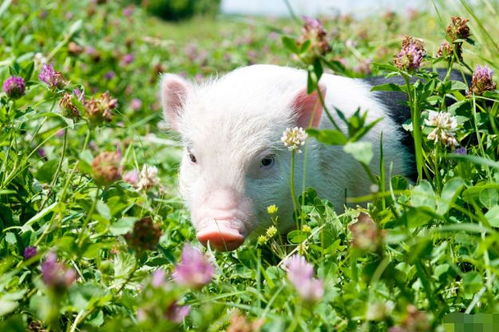 啊啊啊！猪猪们的爱情大劫难！看完我哭晕在厕所！