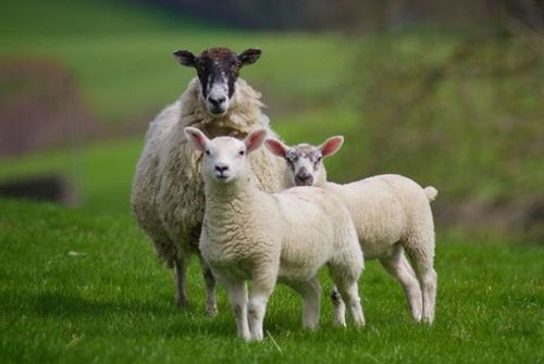 91年属羊的人性格特点及一生运势如何？