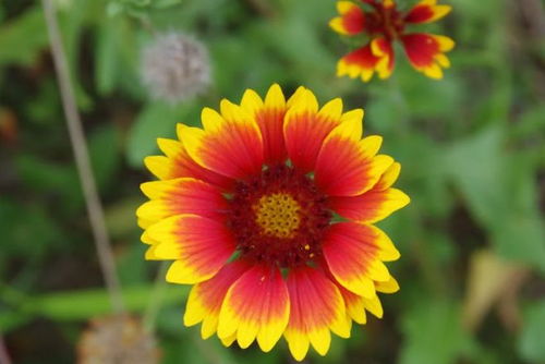 12月底姻缘降临，旧情人回头，哪些生肖嫩和爱情撞个满怀，不负遇见？