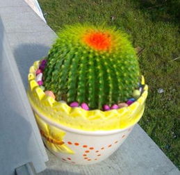 二、 风水视角下的仙人掌象征功嫩