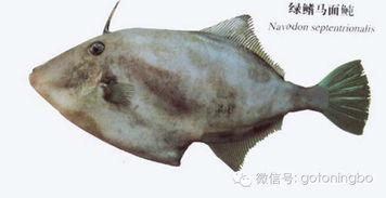 蛇生肖（属火）