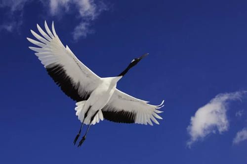 ：刘禹锡《秋词二首》之学术价值概述