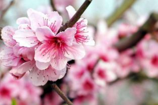 一、 研究方法与理论框架