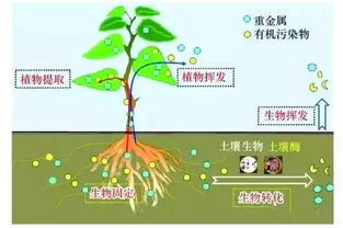 ：家居植物风水学的理论架构与实践意义