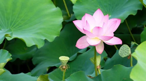 一、 总体概述：旺夫命格之形成机制