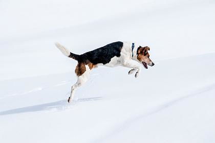 65岁属狗的人2022年运势如何？