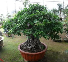 1. 发財樹（學名：Pachira aquatica）——名稱即寓財源滾滾