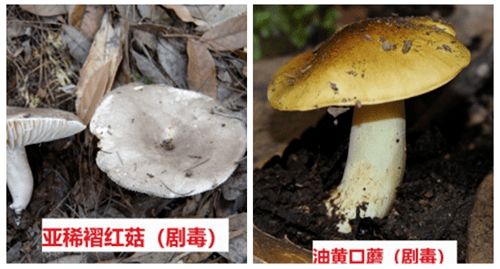 六、铅绿褶菇（Hypholoma fasciculare）