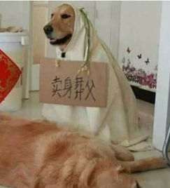 二、 杂乱与不平稳：犬类行为的不受控性