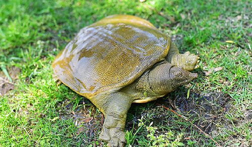 吃甲鱼对家庭风水有不利影响吗？这是否会影响居住环境的和谐与运势？