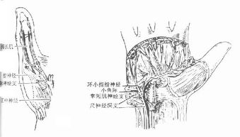 四、  手部结构在现代生物识别技术中的应用价值