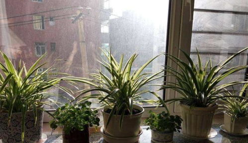 室内摆放水培植物的风水考量