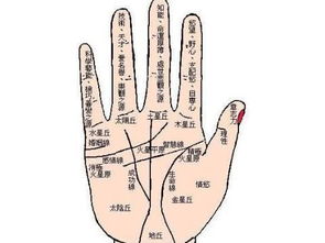 4．公印纹呈涡状