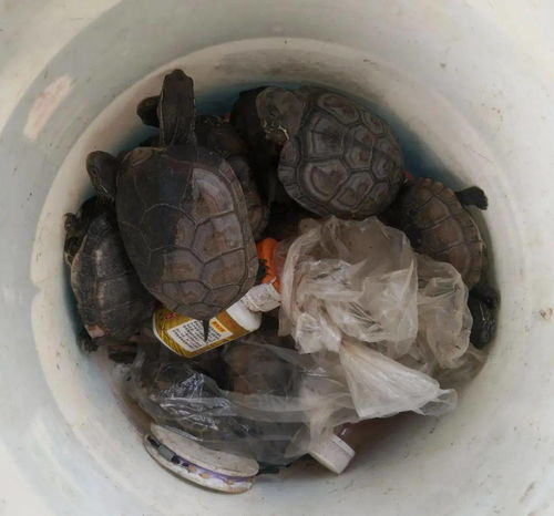 梦见成群结队的乌龟究竟预示着什么深意呢？