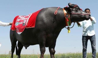 1. 雉鸡对应之祭祀仪式