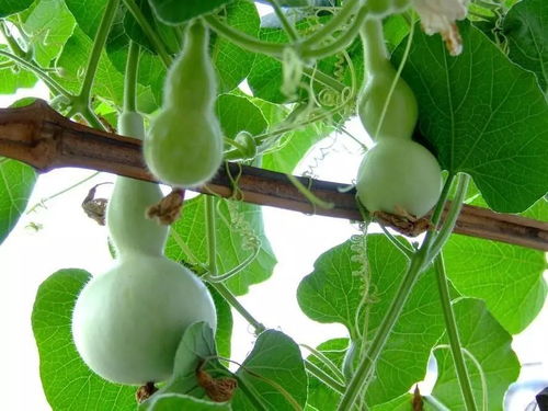 葬瓜摆放原则及注意事项