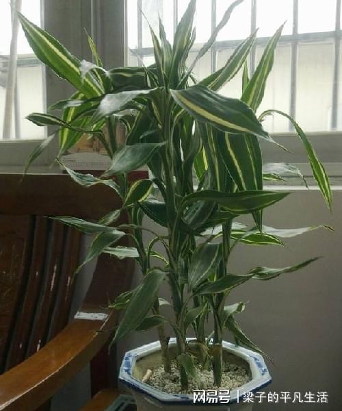 1.1 象征意义的符号学解读