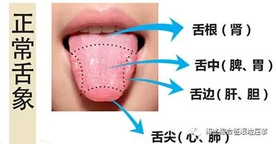 一、 舌象与脏腑功能：内在联系的探究