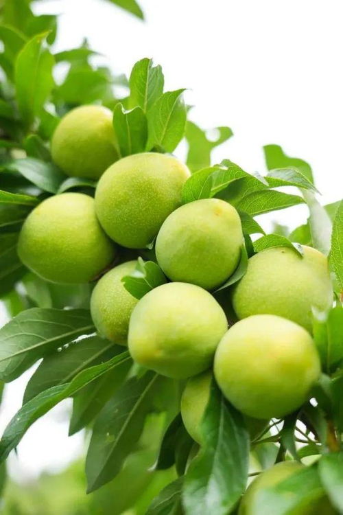 深度解析！梦见李子的那些不可描述的秘密！