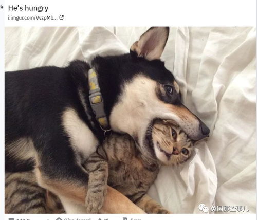 家里风水好到连狗狗都养不住，这是什么原因呢？