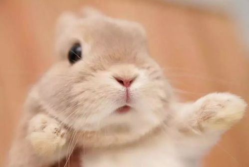 2026年出生属兔的人，财运最好的方向和最有助于学习的物品是什么？